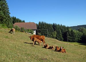 Spaziergang Eichbachtal
