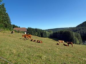 Spaziergang Eichbachtal