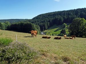 Spaziergang Eichbachtal