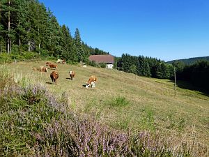 Spaziergang Eichbachtal