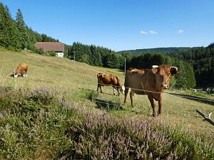 Spaziergang Eichbachtal