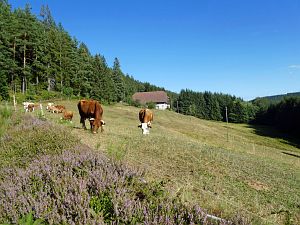 Spaziergang Eichbachtal