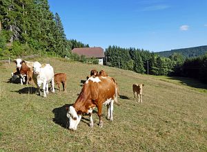 Spaziergang Eichbachtal
