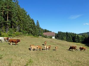 Spaziergang Eichbachtal