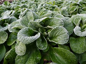 Frost