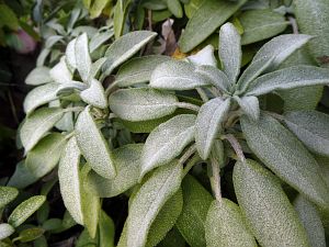 Frost