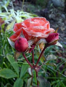 Frost