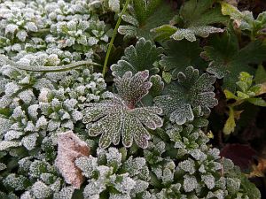 Frost