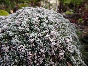 Frost