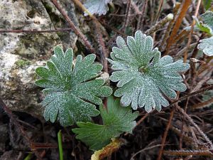 Frost