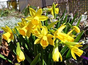 Frhling Tennenbronn