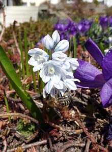 Frhling Tennenbronn