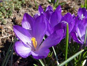 Frhling Tennenbronn