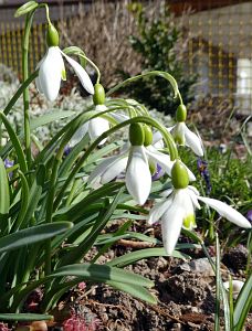 Frhling Tennenbronn