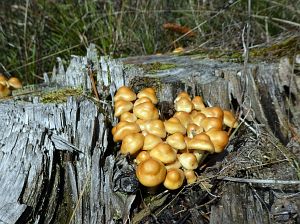 Herbst in Tennenbronn