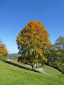 Herbst in Tennenbronn