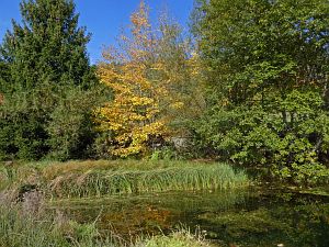 Herbst in Tennenbronn