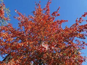 Herbstrundgang im Dorf