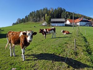 Schloesslefelsen und Muehlefelsen