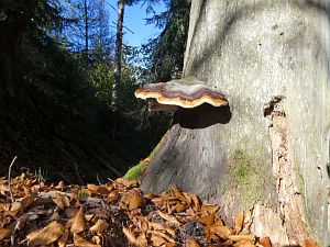 Schloesslefelsen und Muehlefelsen