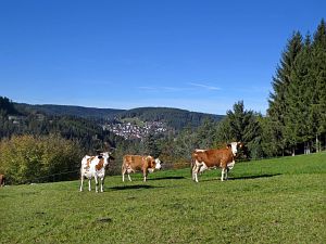 Schloesslefelsen und Muehlefelsen