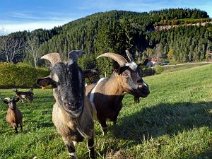 Schloesslefelsen und Muehlefelsen