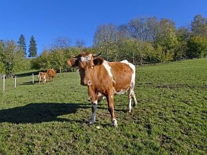 Schloesslefelsen und Muehlefelsen