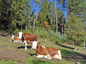 Schloesslefelsen und Muehlefelsen
