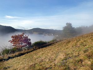 Herbst - Nebel in Tennenbronn