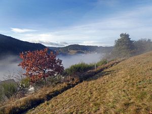 Herbst - Nebel in Tennenbronn
