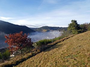 Herbst - Nebel in Tennenbronn