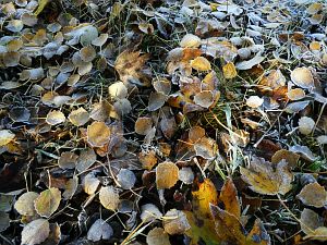 Herbst mit Schnee