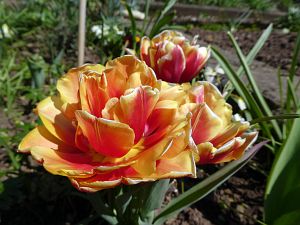 Osterimpressionen Tennenbronn 2019