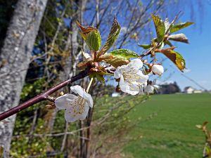Osterimpressionen Tennenbronn 2019