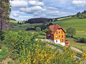 Pfriemebluete Tennenbronn