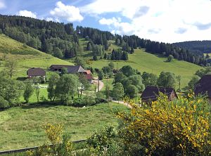 Pfriemebluete Tennenbronn