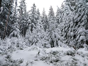 Schnee in Tennenbronn