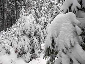 Schnee in Tennenbronn