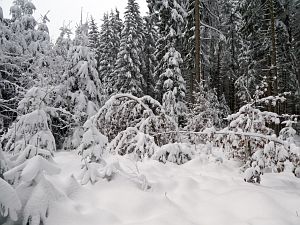 Schnee in Tennenbronn