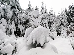 Schnee in Tennenbronn