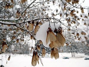 Schnee in Tennenbronn
