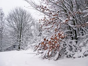 Schnee in Tennenbronn