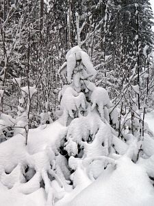 Schnee in Tennenbronn