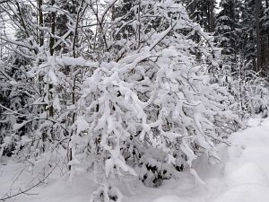 Schnee in Tennenbronn