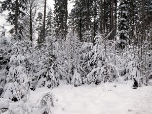 Schnee in Tennenbronn