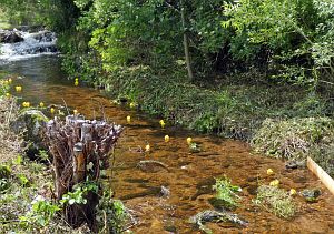 Waschweiber beim WLS Waldfest