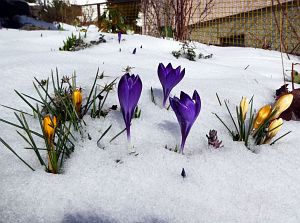Wintergenuss in Tennenbronn
