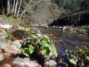 Bernecktal Teufelskueche und Berneckbutz