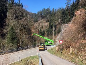 Baumfaellarbeiten im Bernecktal