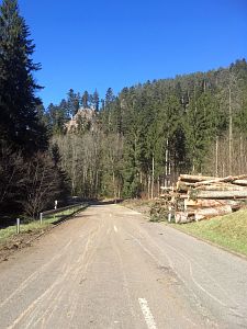 Baumfaellarbeiten im Bernecktal